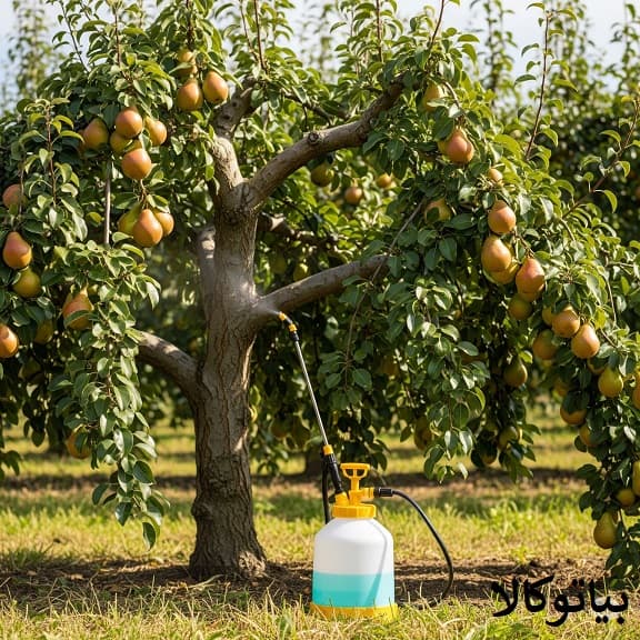 سمپاشی درخت گلابی